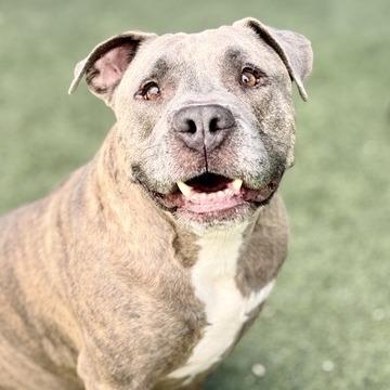 Eeyore, a Adoptable Pit Bull Terrier in Fresno, CA image 5/5
