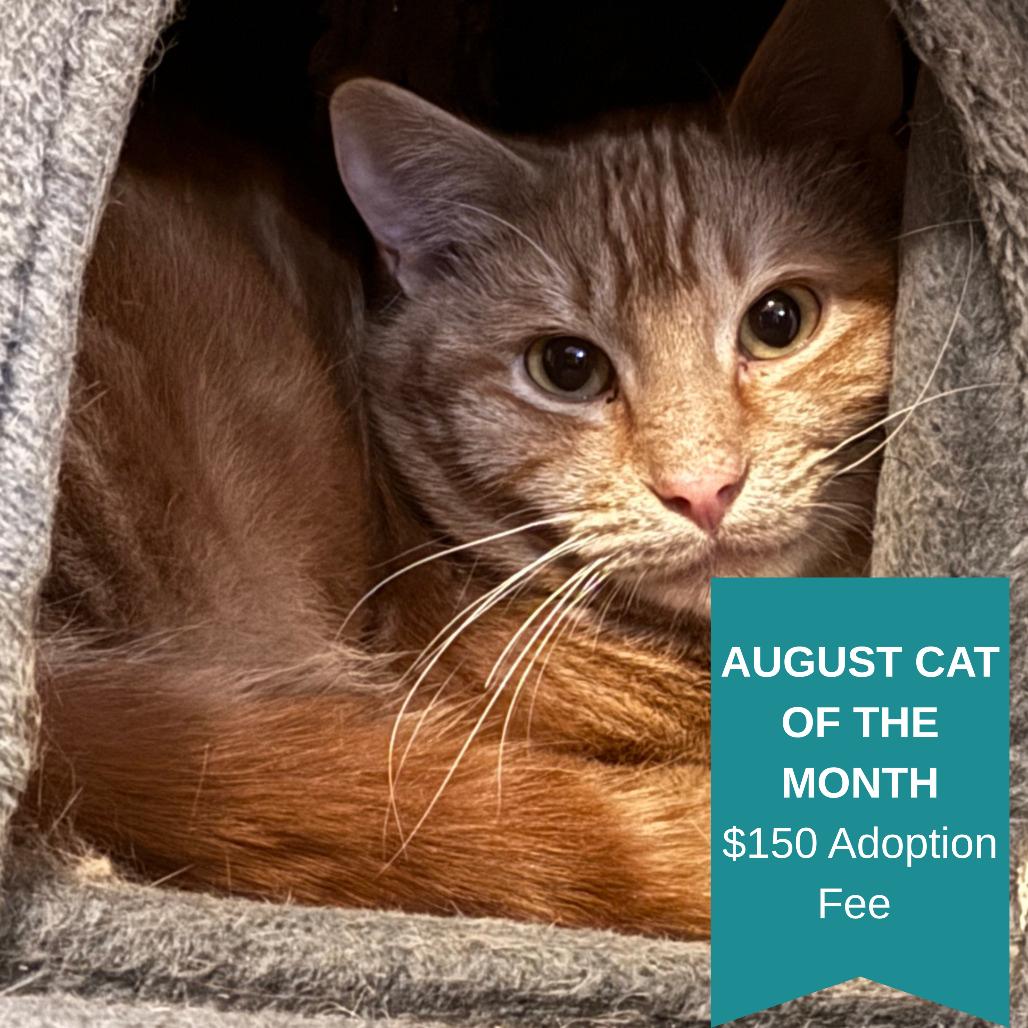 Rusty Doorknocker, a Adoptable Domestic Short Hair in Inver Grove Heights, MN image 1/2