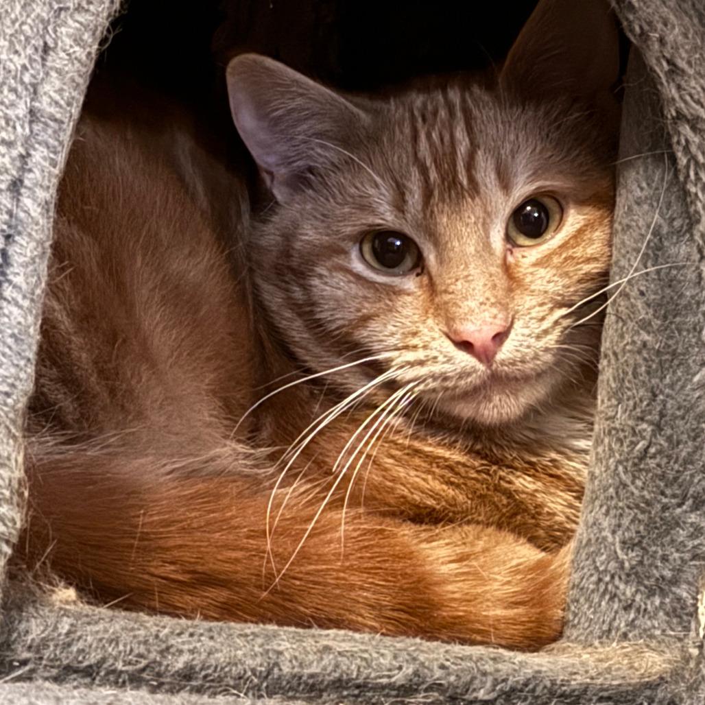 Rusty Doorknocker, Adoptable, Adult Male Domestic Short Hair.