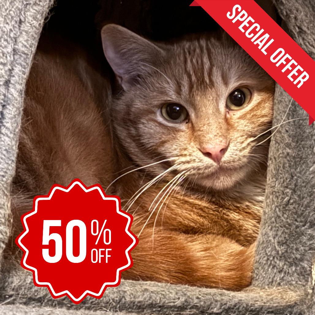 Enlarge Rusty Doorknocker, a Adoptable Domestic Short Hair in Inver Grove Heights, MN image 2/2