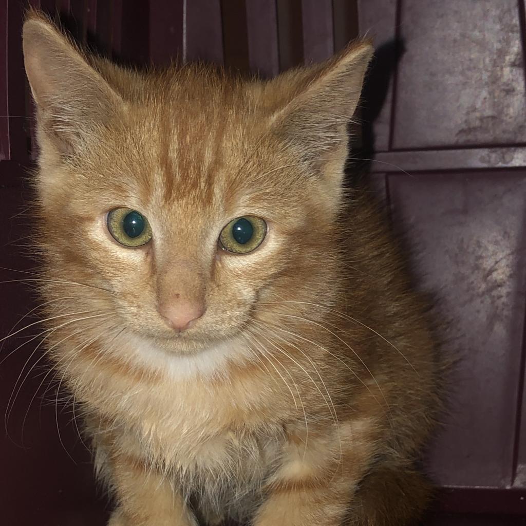 Enlarge Rusty Doorknocker, a Adoptable Domestic Short Hair in Inver Grove Heights, MN image 2/2