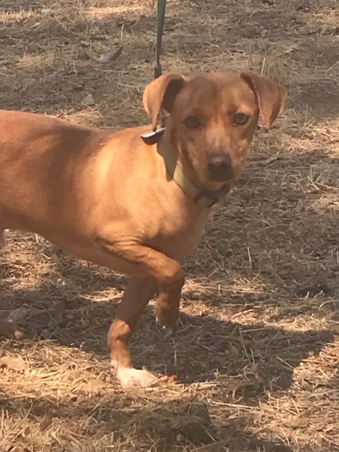 Enlarge Brioni  --- California, a Adoptable mixed breed in Oakhurst, CA image 1/8