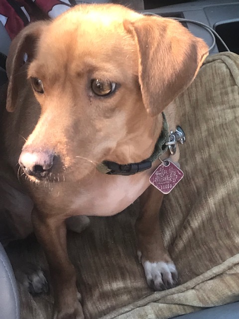 Enlarge Brioni  --- California, a Adoptable mixed breed in Oakhurst, CA image 2/8