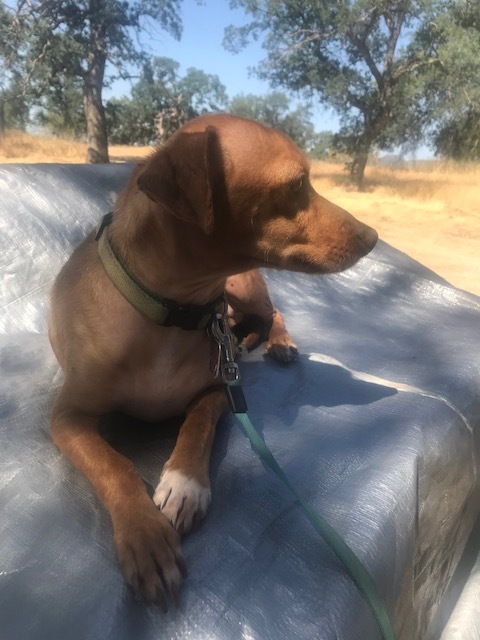 Enlarge Brioni  --- California, a Adoptable mixed breed in Oakhurst, CA image 4/8