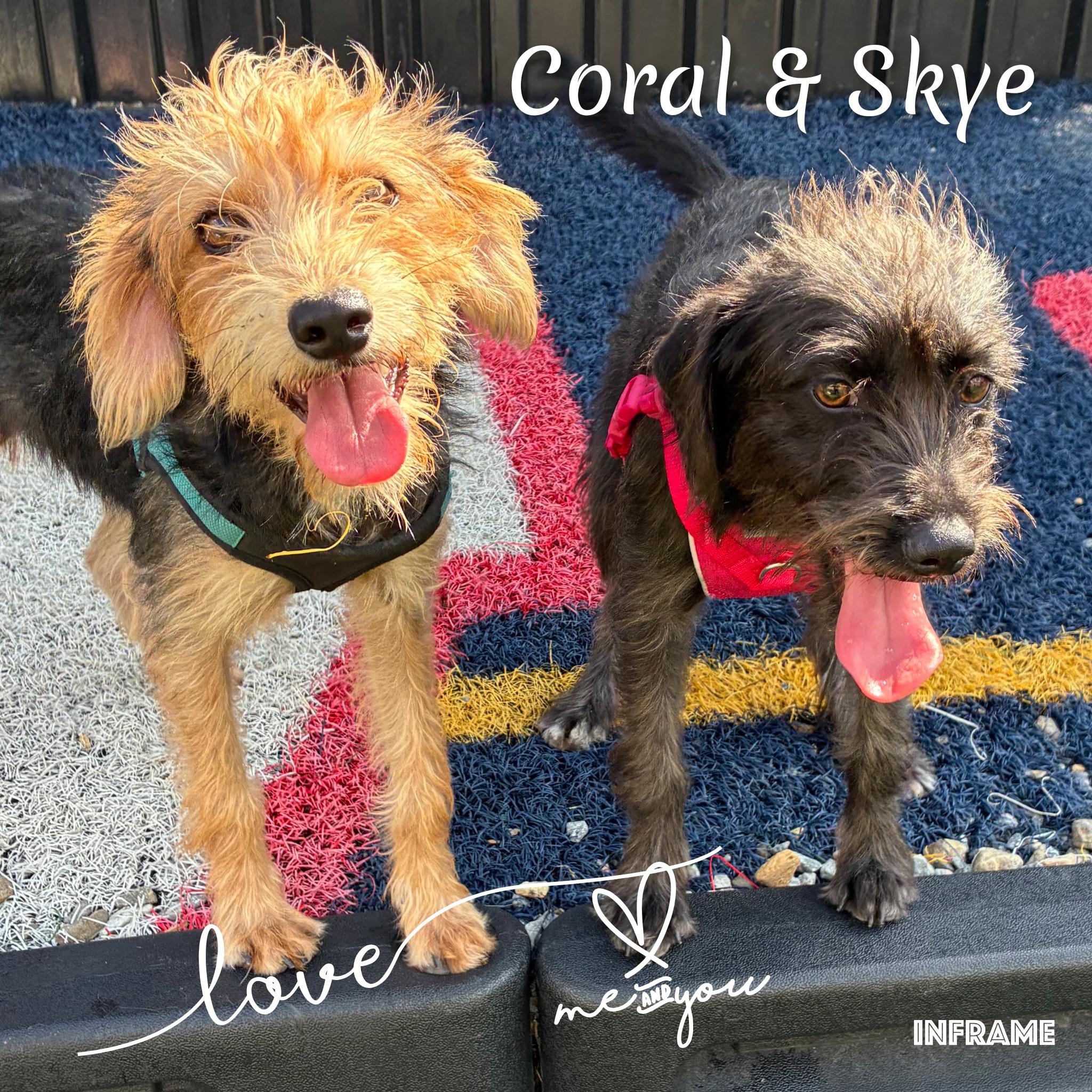 Enlarge Coral, a Adoptable mixed breed in Fredericksburg, VA image 6/6