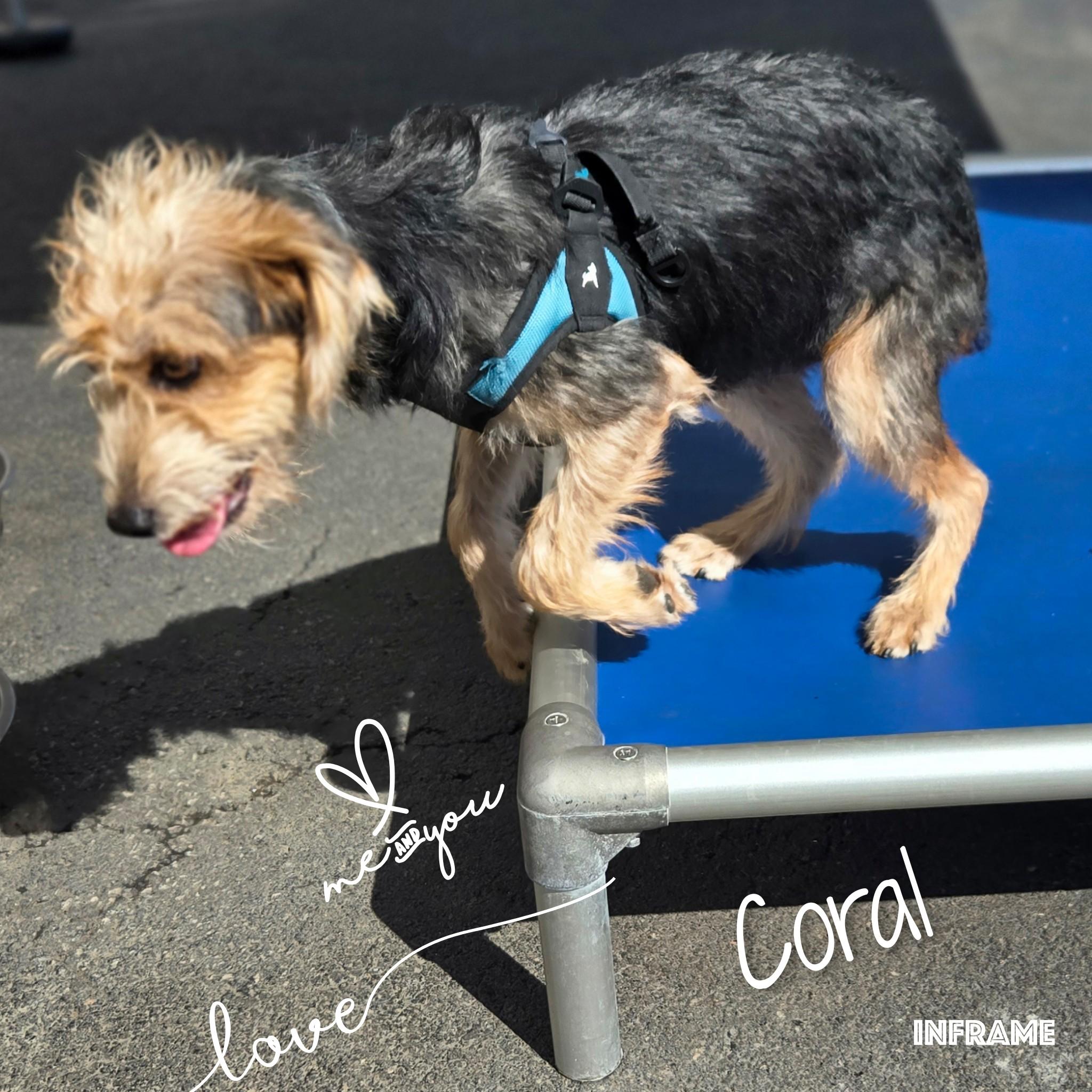 Enlarge Coral, a Adoptable mixed breed in Fredericksburg, VA image 4/6
