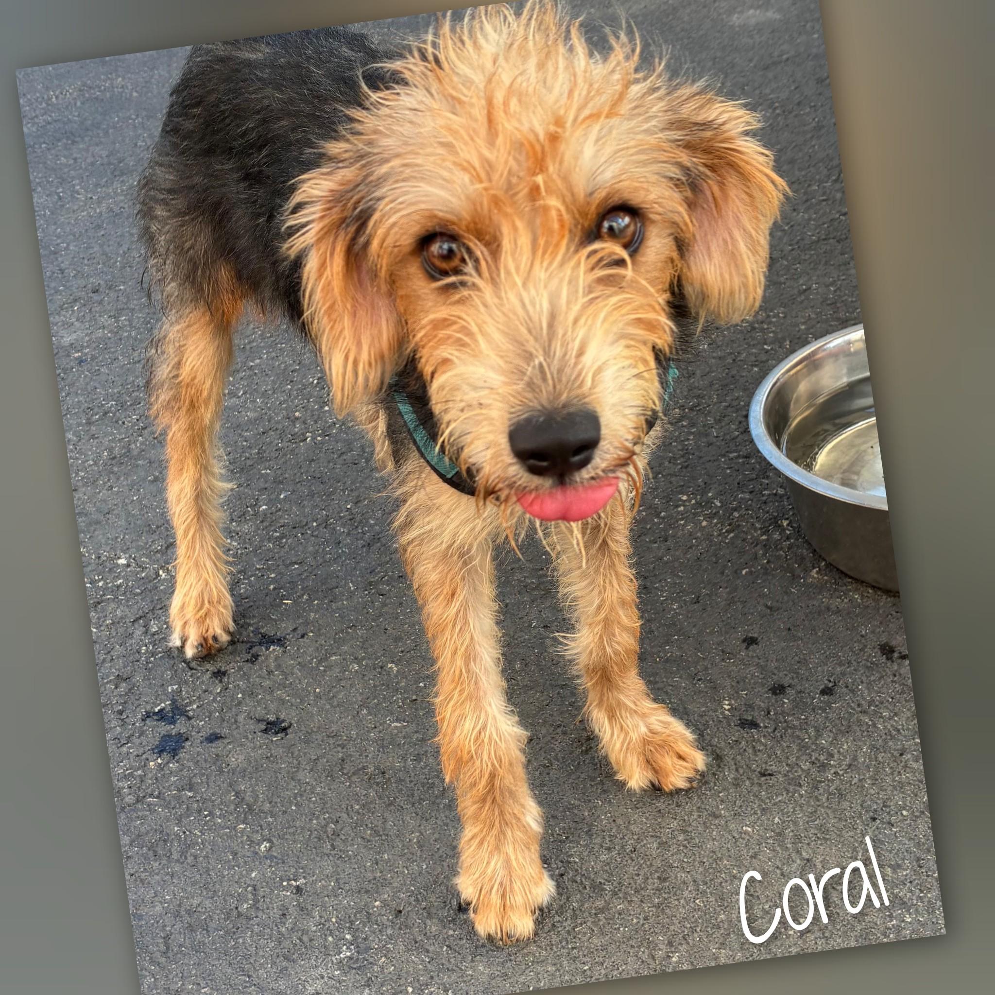 Coral, Adoptable, Young Female Terrier.