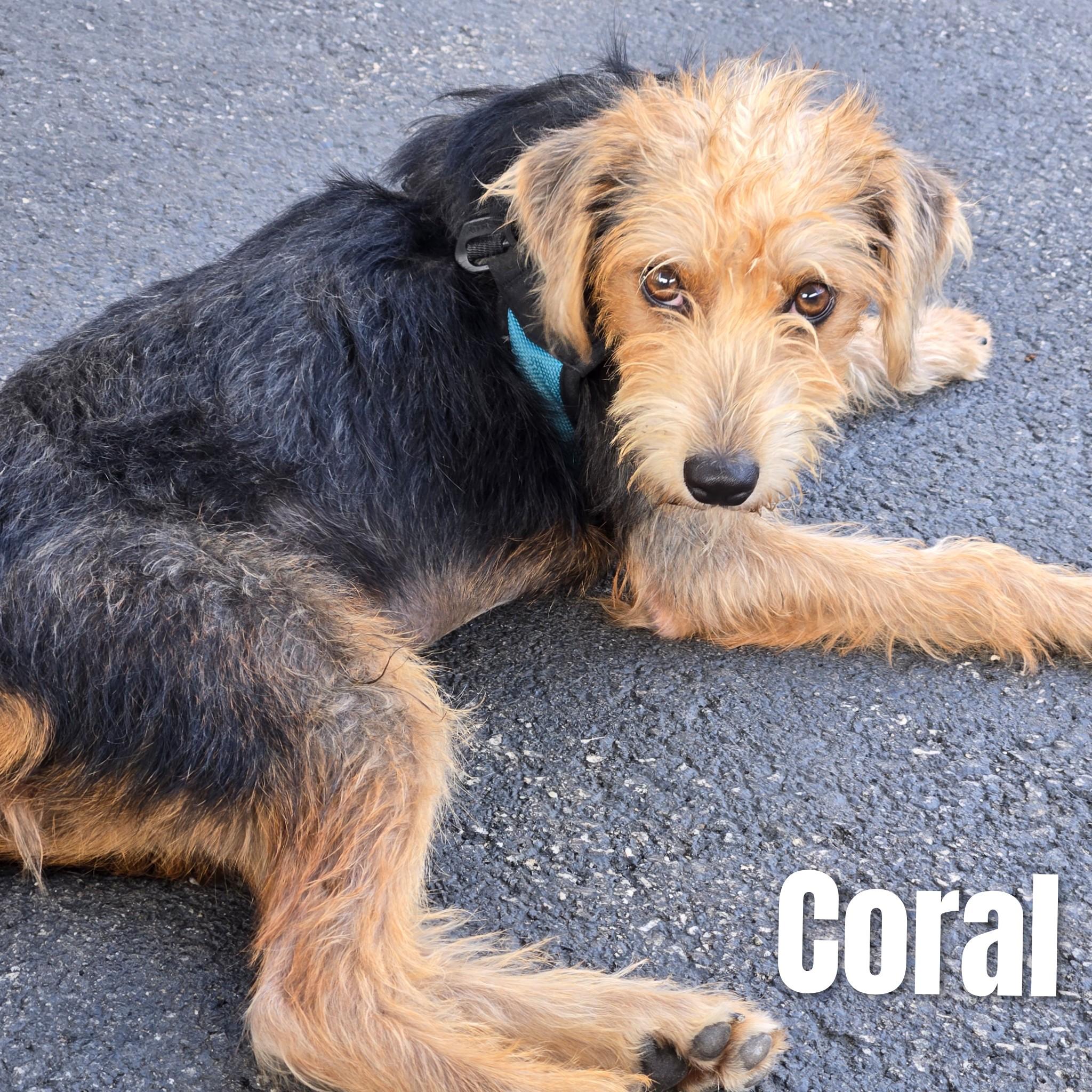 Enlarge Coral, a Adoptable mixed breed in Fredericksburg, VA image 2/6