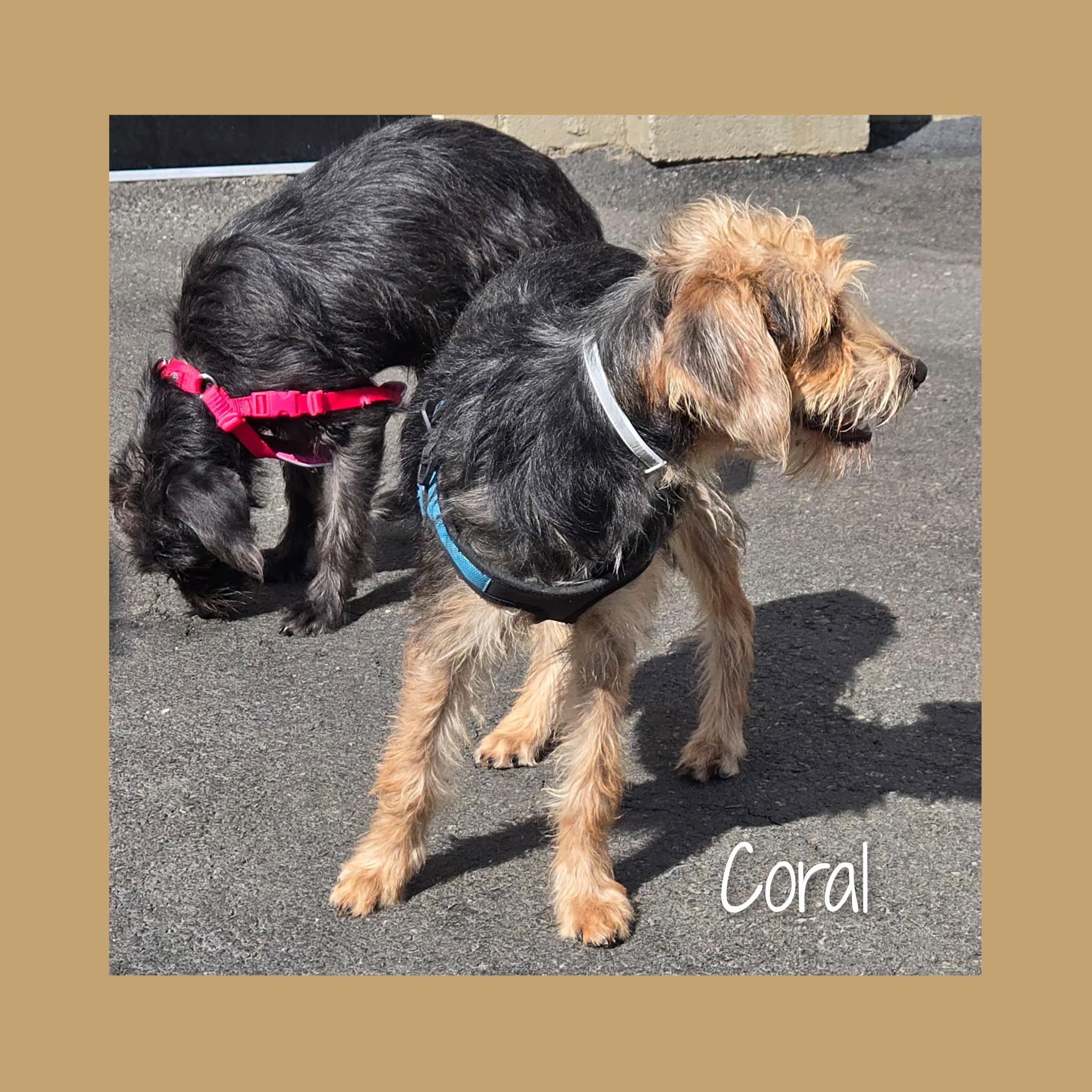Enlarge Coral, a Adoptable mixed breed in Fredericksburg, VA image 5/6