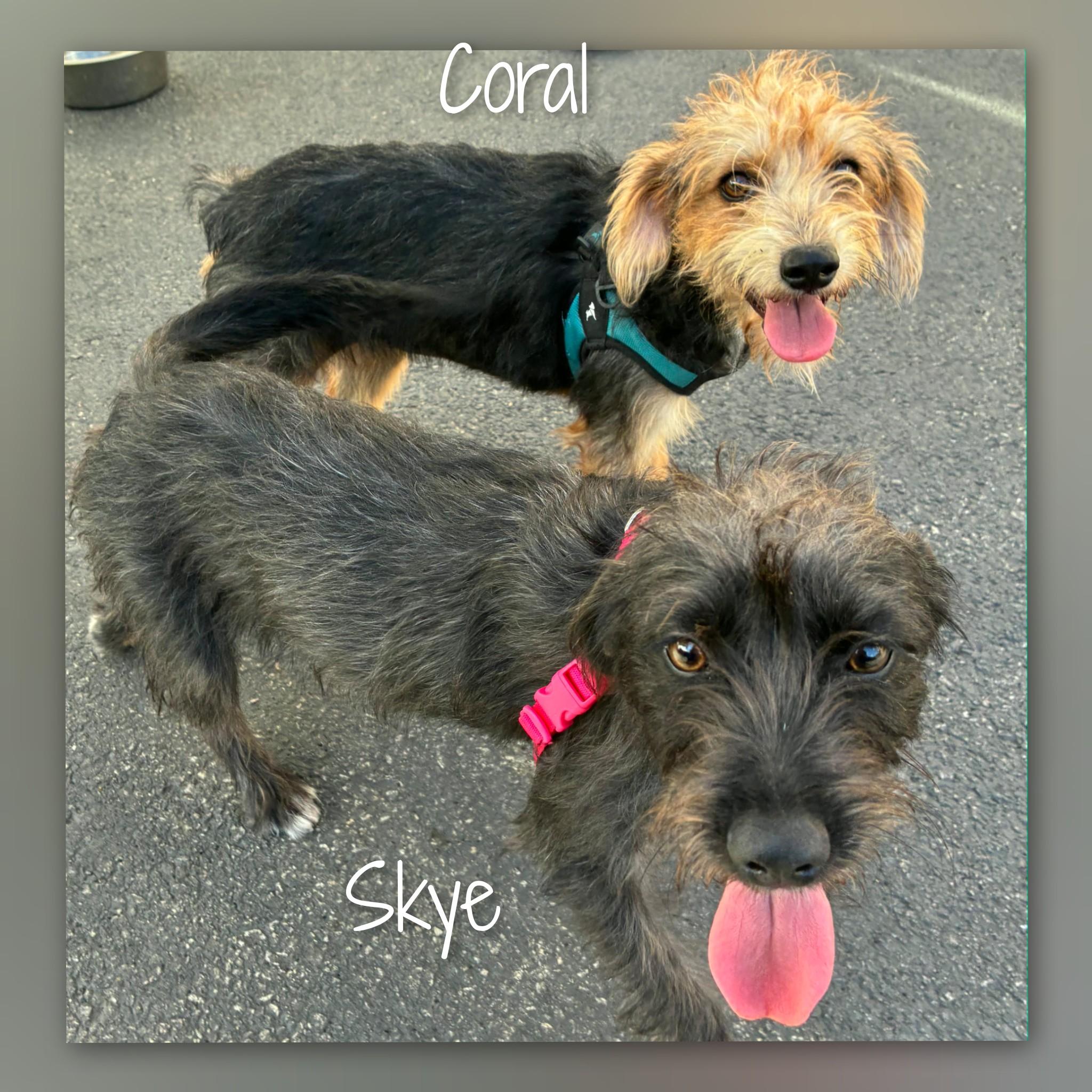 Enlarge Coral, a Adoptable mixed breed in Fredericksburg, VA image 3/6