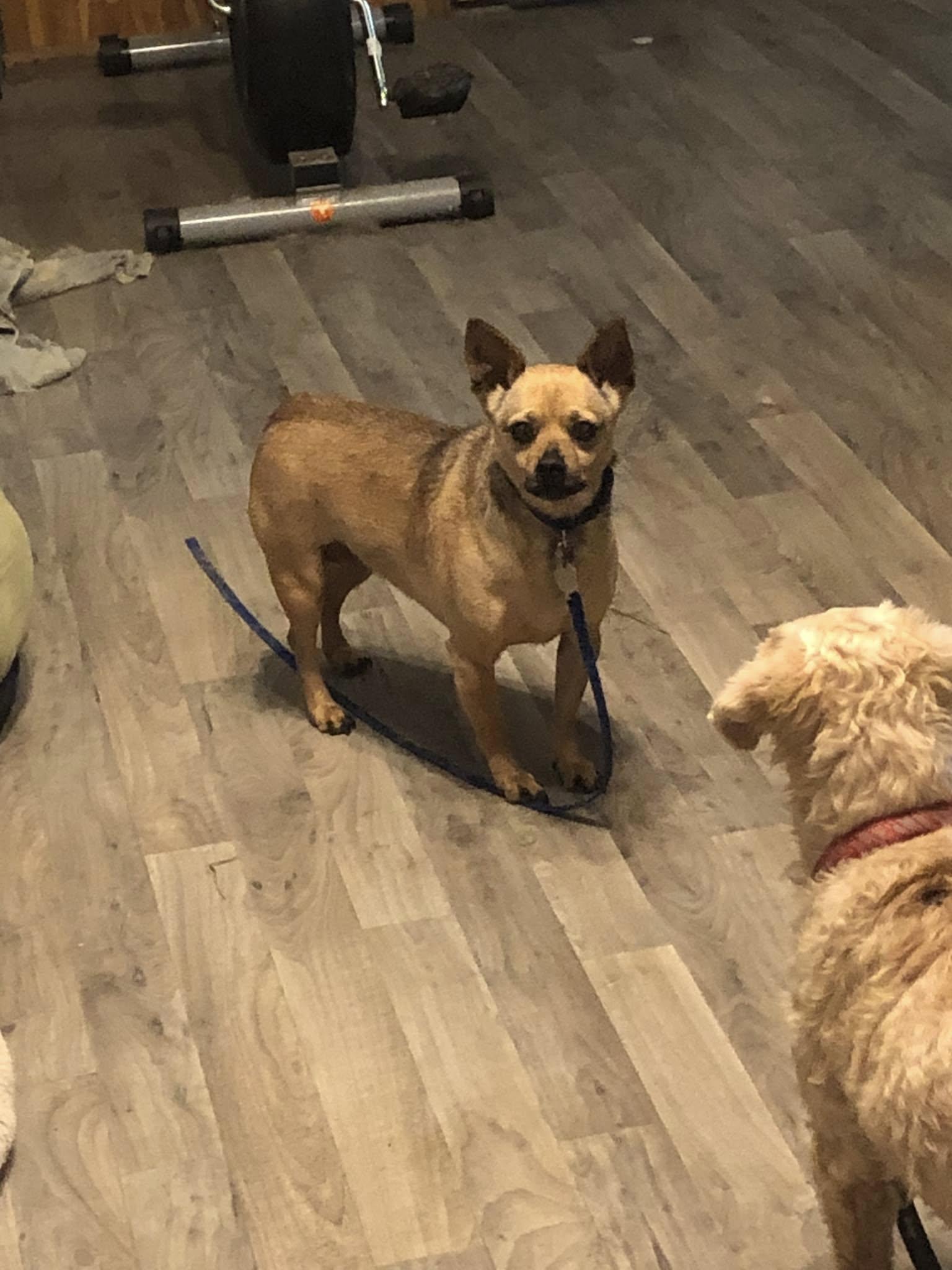 Dani, Adopted, Adult Female Chihuahua.