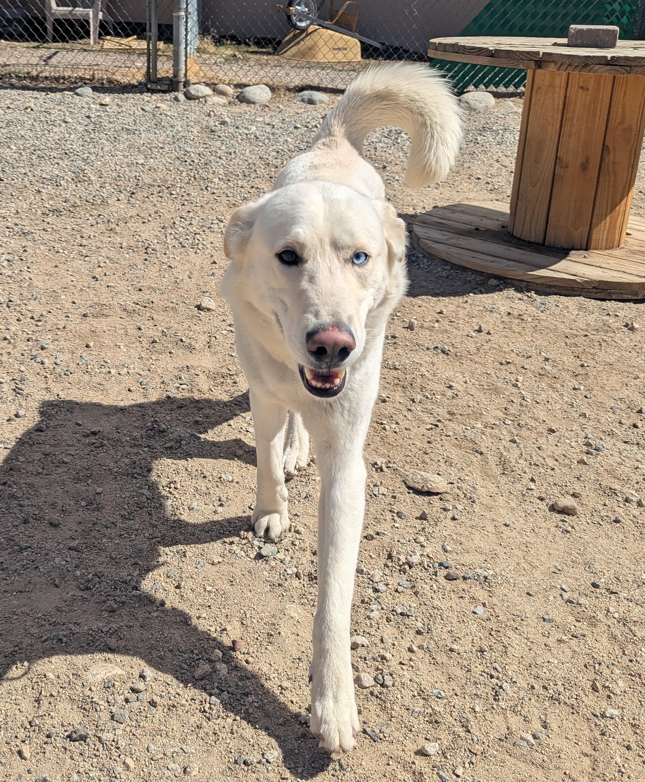 Enlarge Cloud, an adopted mixed breed in Buena Vista, CO image 1/4