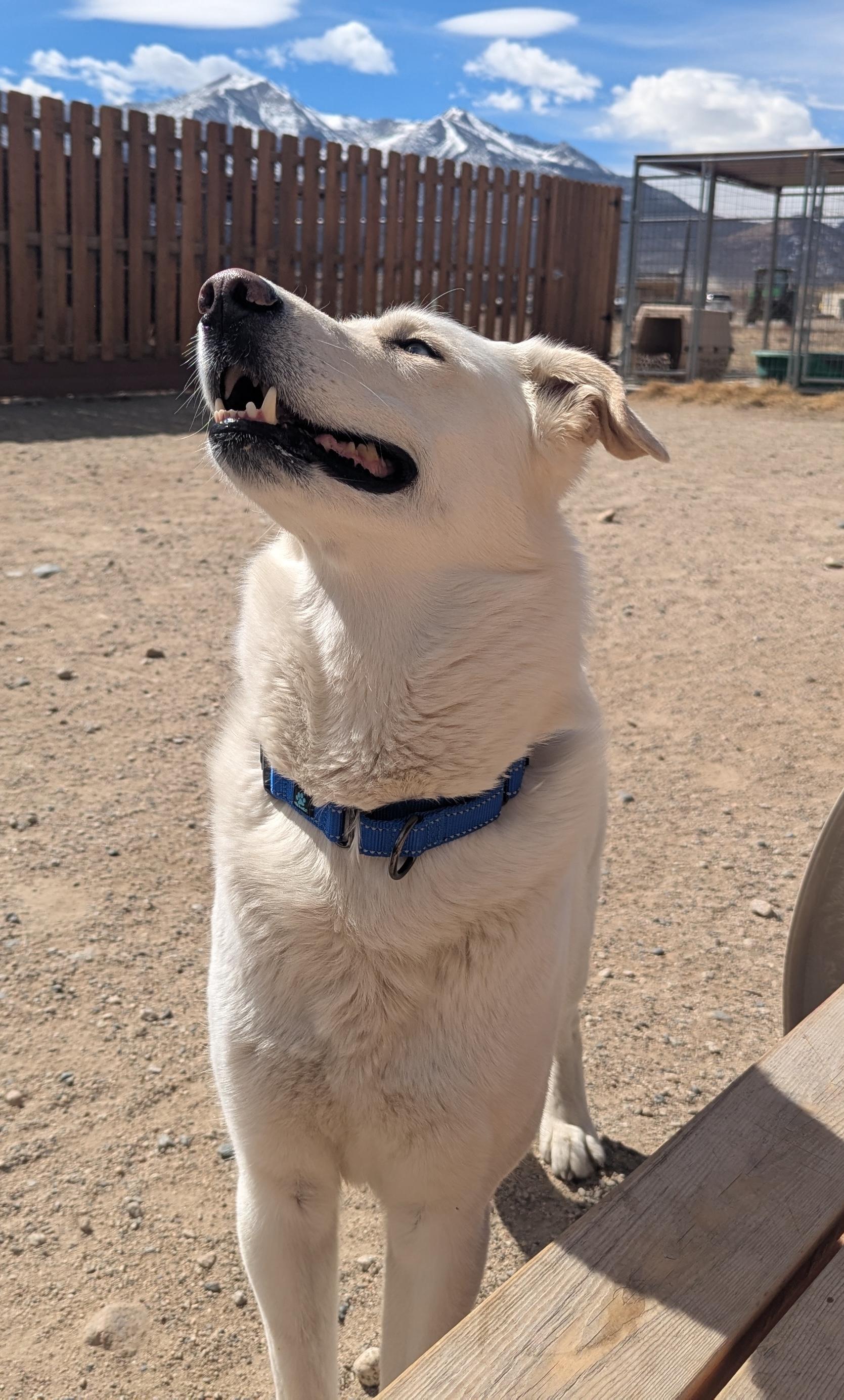 Enlarge Cloud, an adopted mixed breed in Buena Vista, CO image 3/4