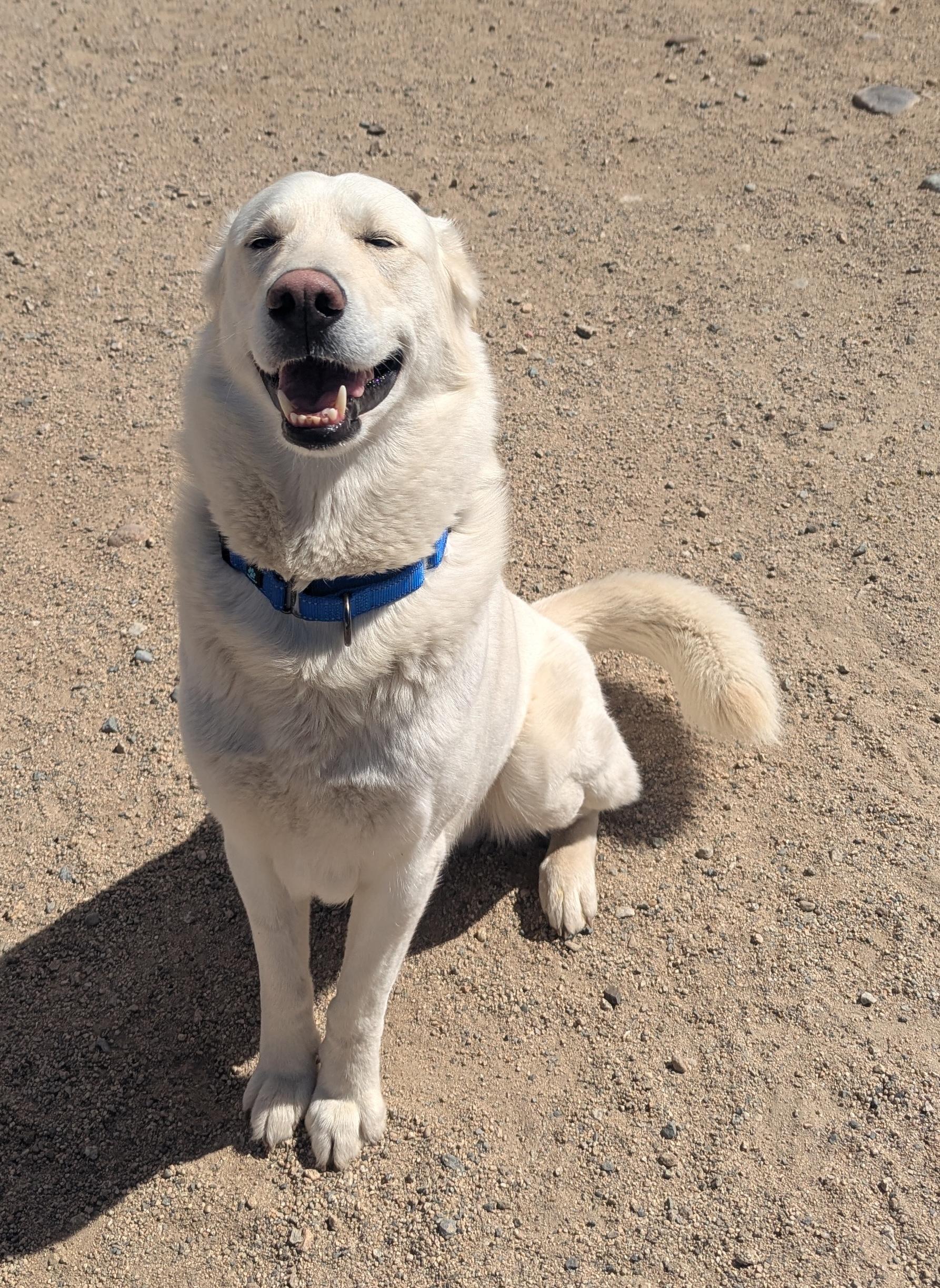 Enlarge Cloud, an adopted mixed breed in Buena Vista, CO image 2/4