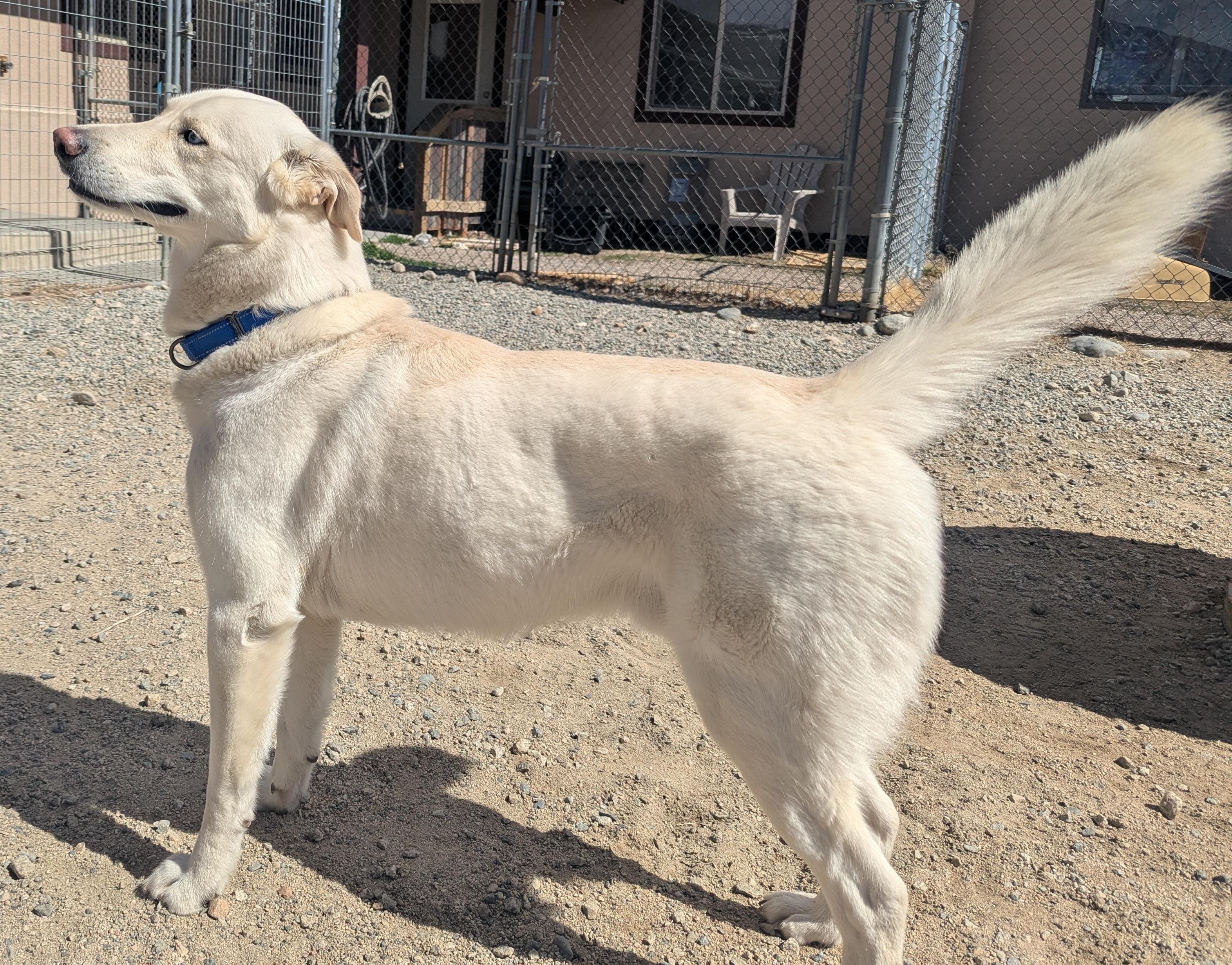 Enlarge Cloud, an adopted mixed breed in Buena Vista, CO image 4/4