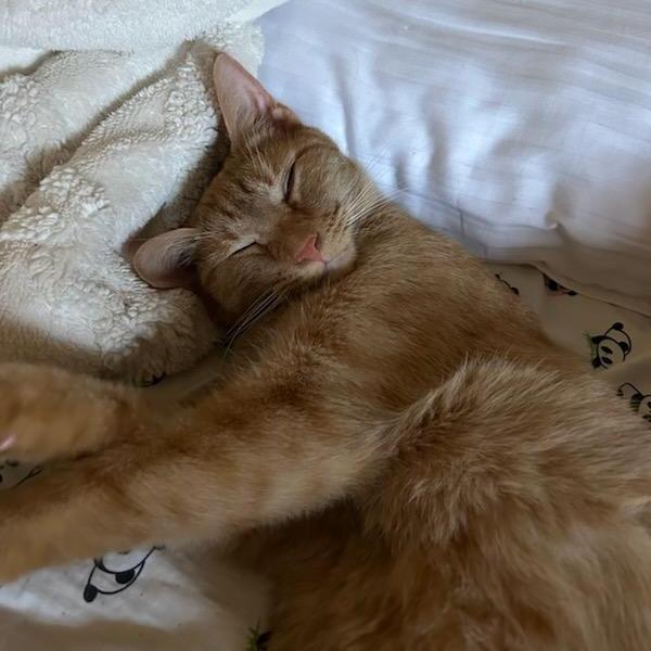 Enlarge Max, a Adoptable Domestic Short Hair in Danbury, CT image 1/2