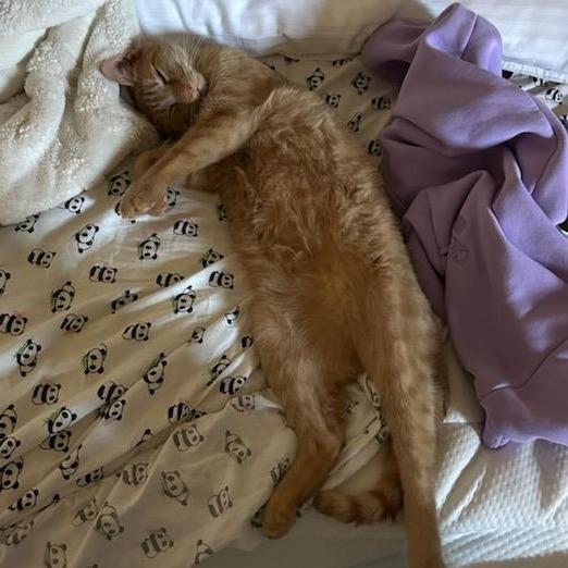 Enlarge Max, a Adoptable Domestic Short Hair in Danbury, CT image 2/2