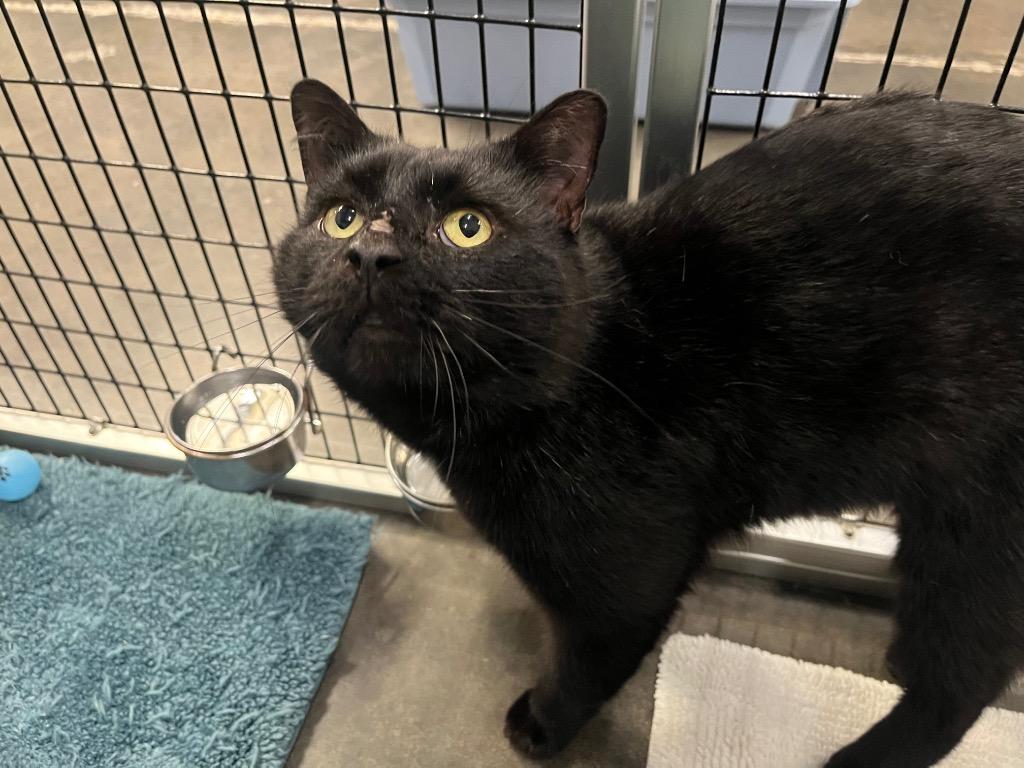 Rudi, Adoptable, Adult Male Domestic Short Hair.