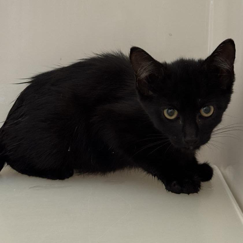 Enlarge Indigo, a Adoptable Domestic Short Hair in Rocky Mount, VA image 1/1