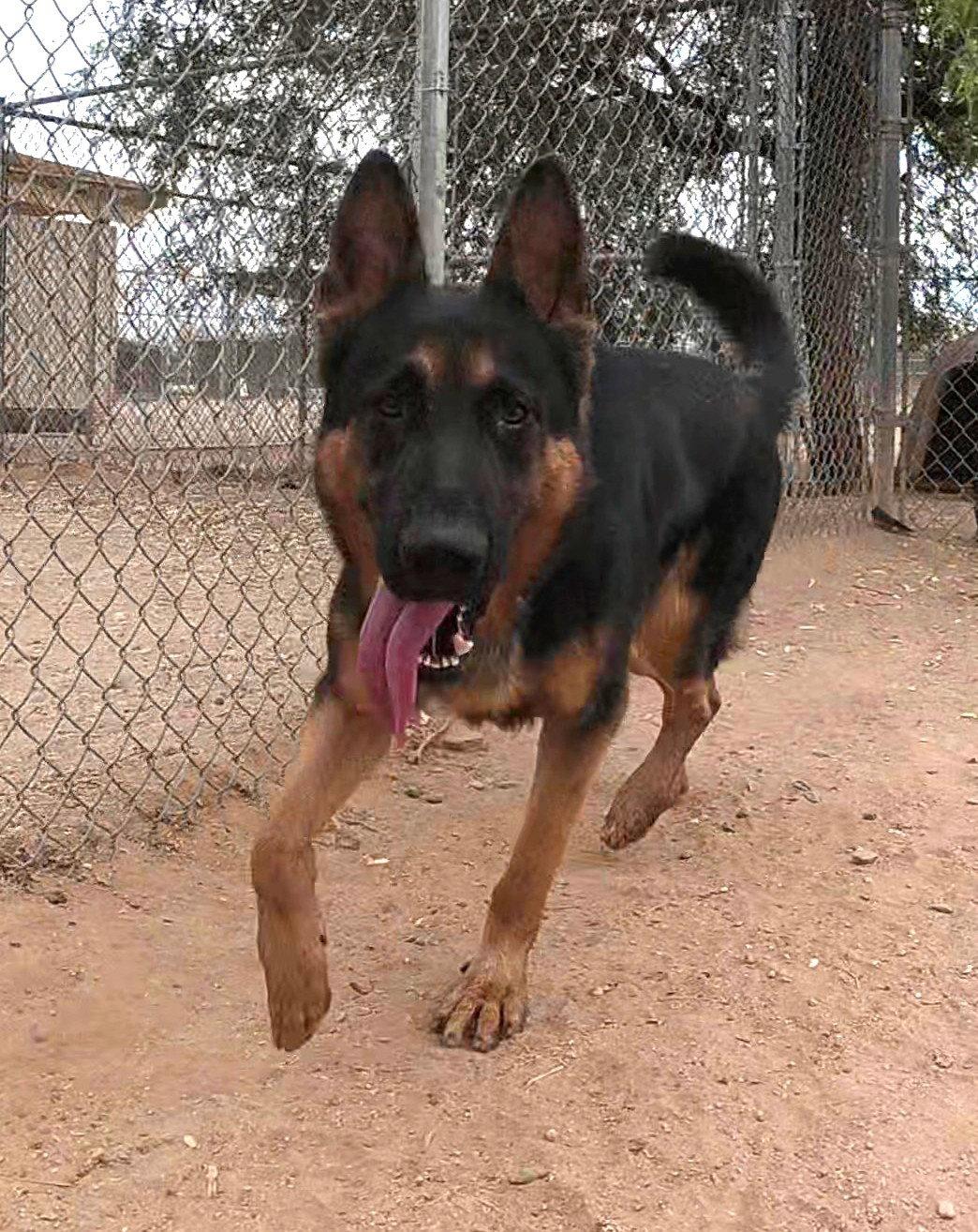 Kaiser, a Adopted German Shepherd Dog in Queen Creek, AZ image 1/3