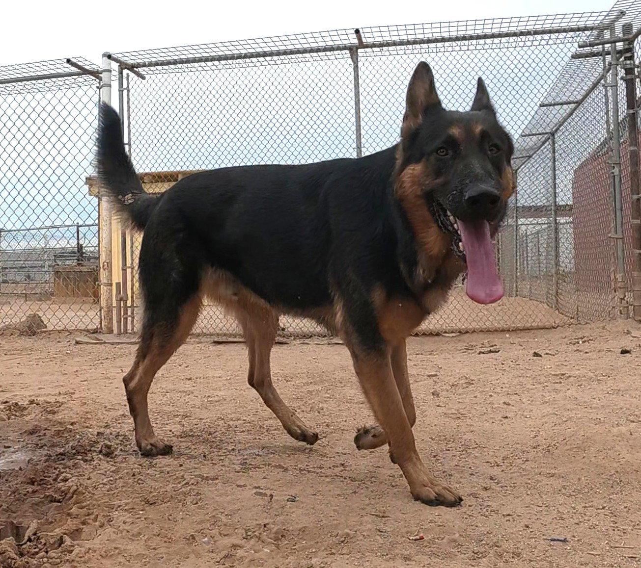 Kaiser, a Adopted German Shepherd Dog in Queen Creek, AZ image 2/3