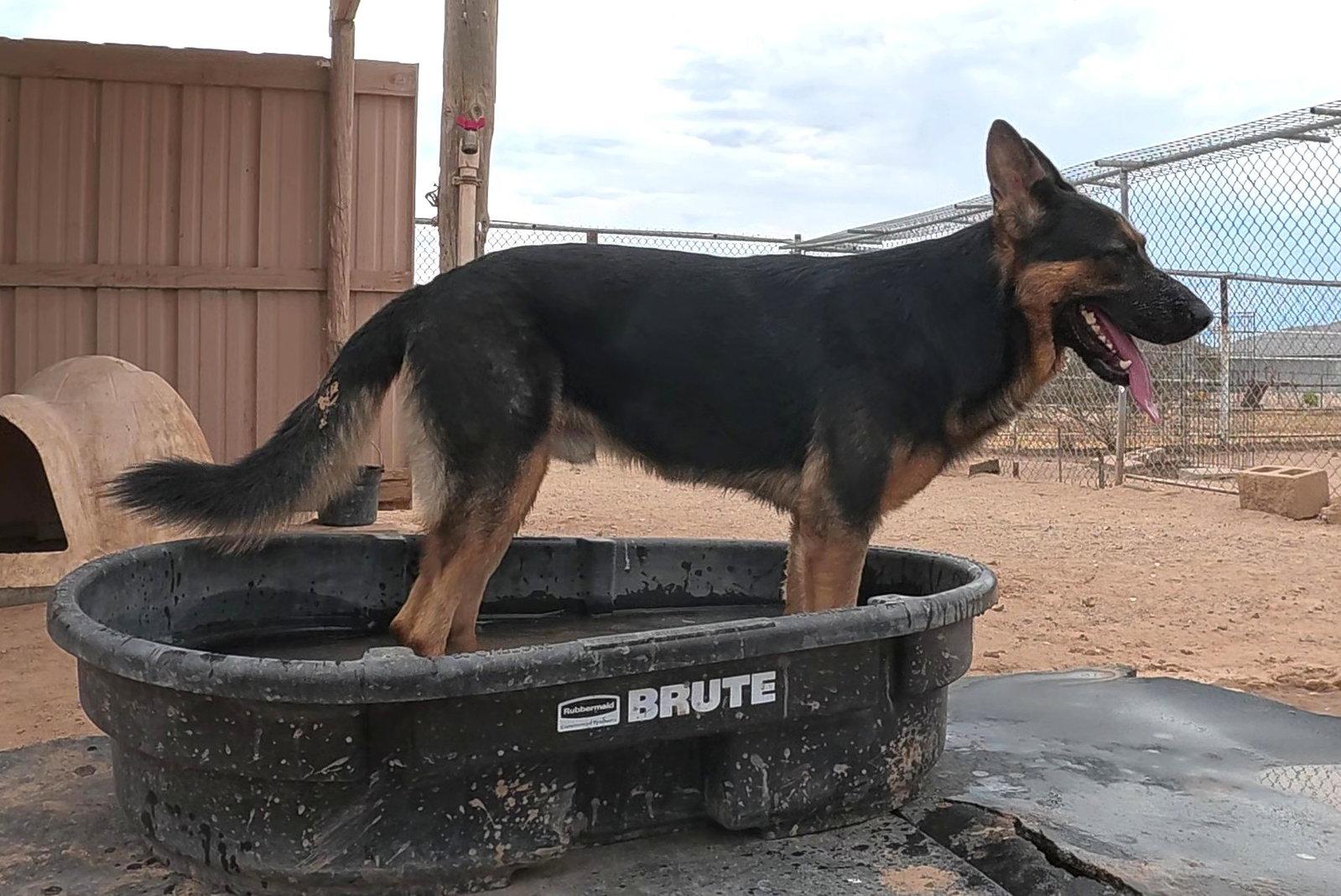 Kaiser, a Adopted German Shepherd Dog in Queen Creek, AZ image 3/3