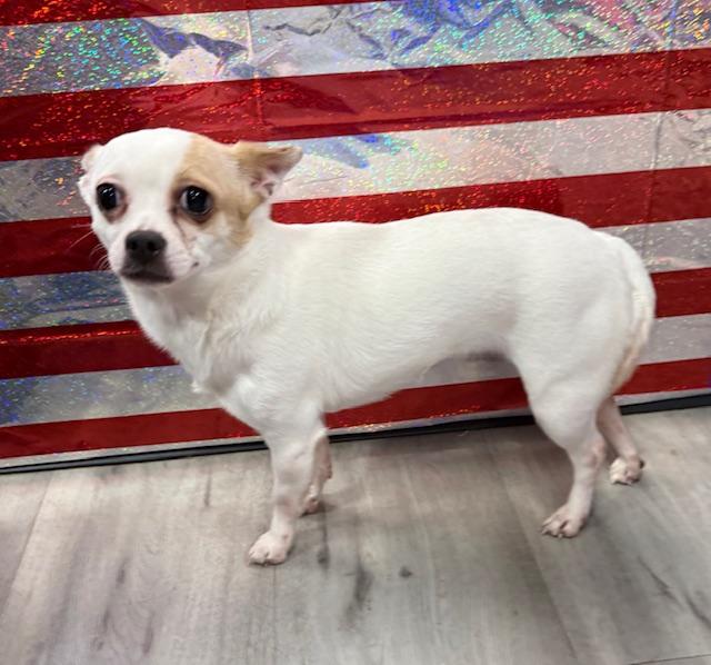 Enlarge Peaches, a ADOPTABLE Chihuahua in Orlando, FL image 3/3