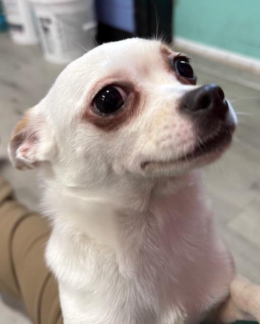 Enlarge Peaches, a ADOPTABLE Chihuahua in Orlando, FL image 2/3