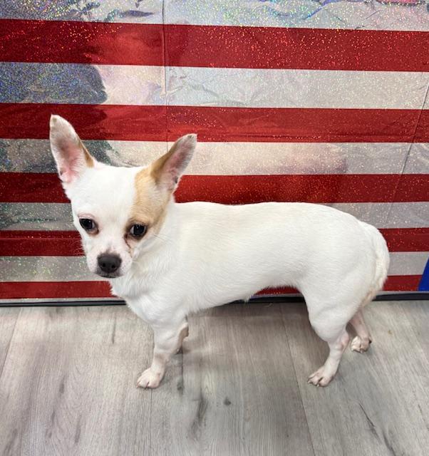 Enlarge Peaches, a ADOPTABLE Chihuahua in Orlando, FL image 1/3