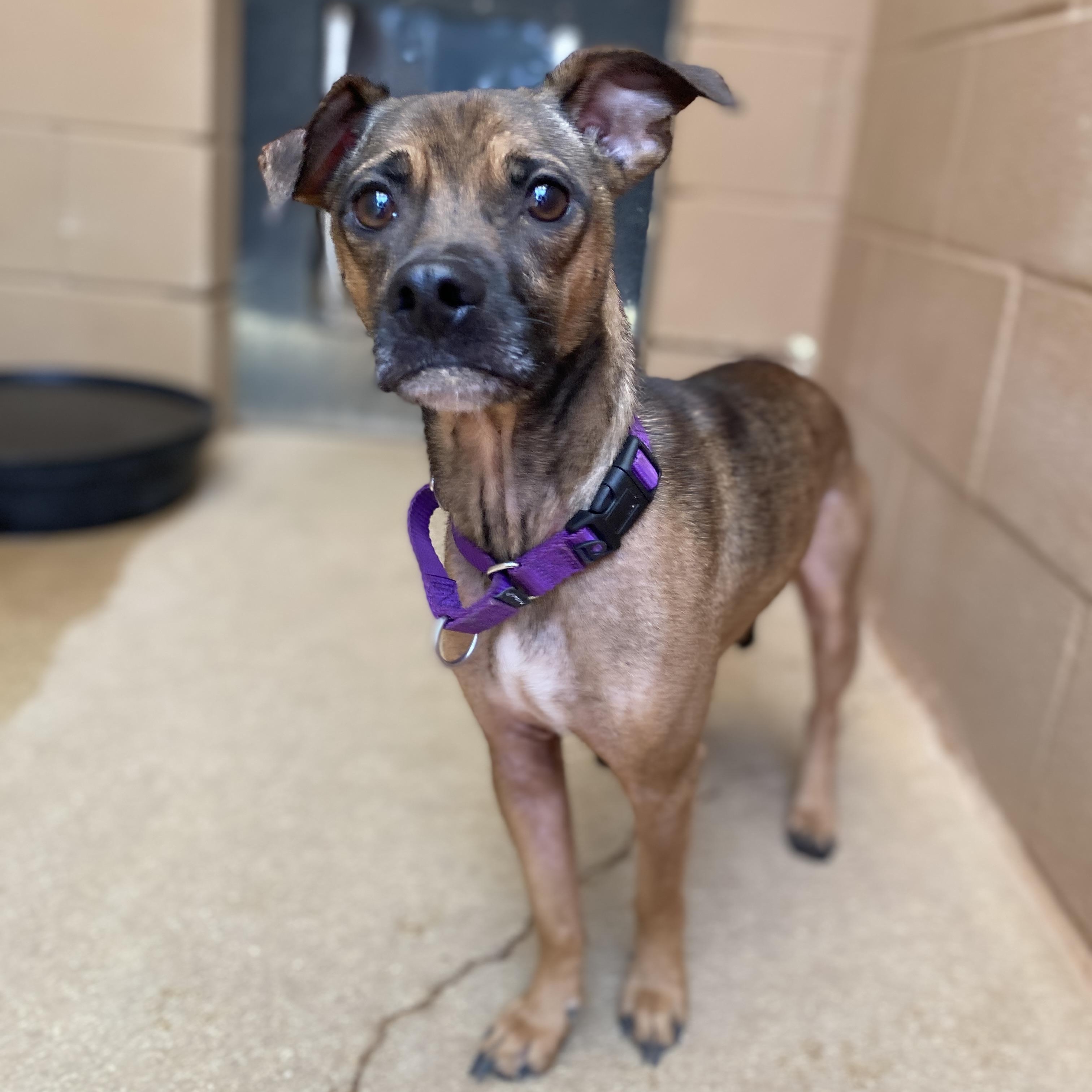 Sully, a Adoptable mixed breed in Bulverde, TX image 4/6