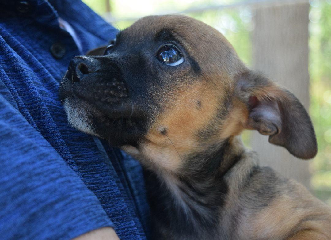 Sully, a Adoptable mixed breed in Bulverde, TX image 3/6