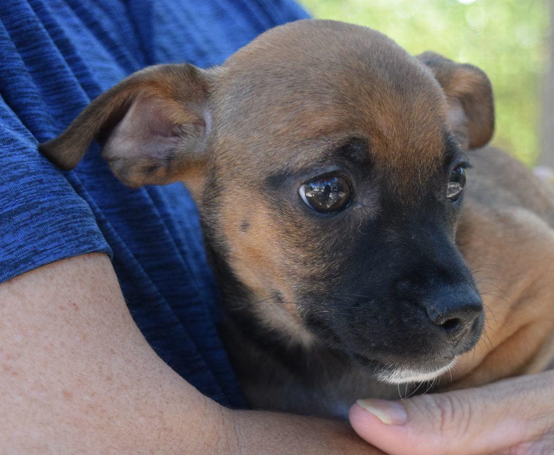 Sully, a Adoptable mixed breed in Bulverde, TX image 5/6