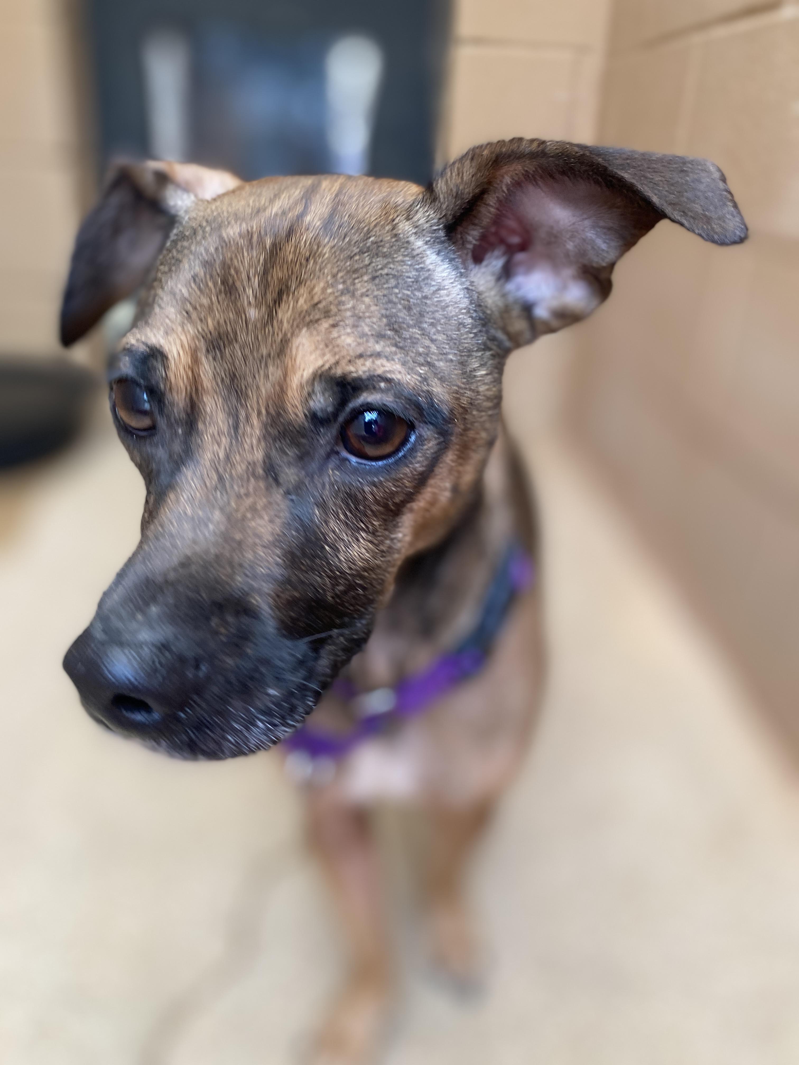 Sully, a Adoptable mixed breed in Bulverde, TX image 6/6