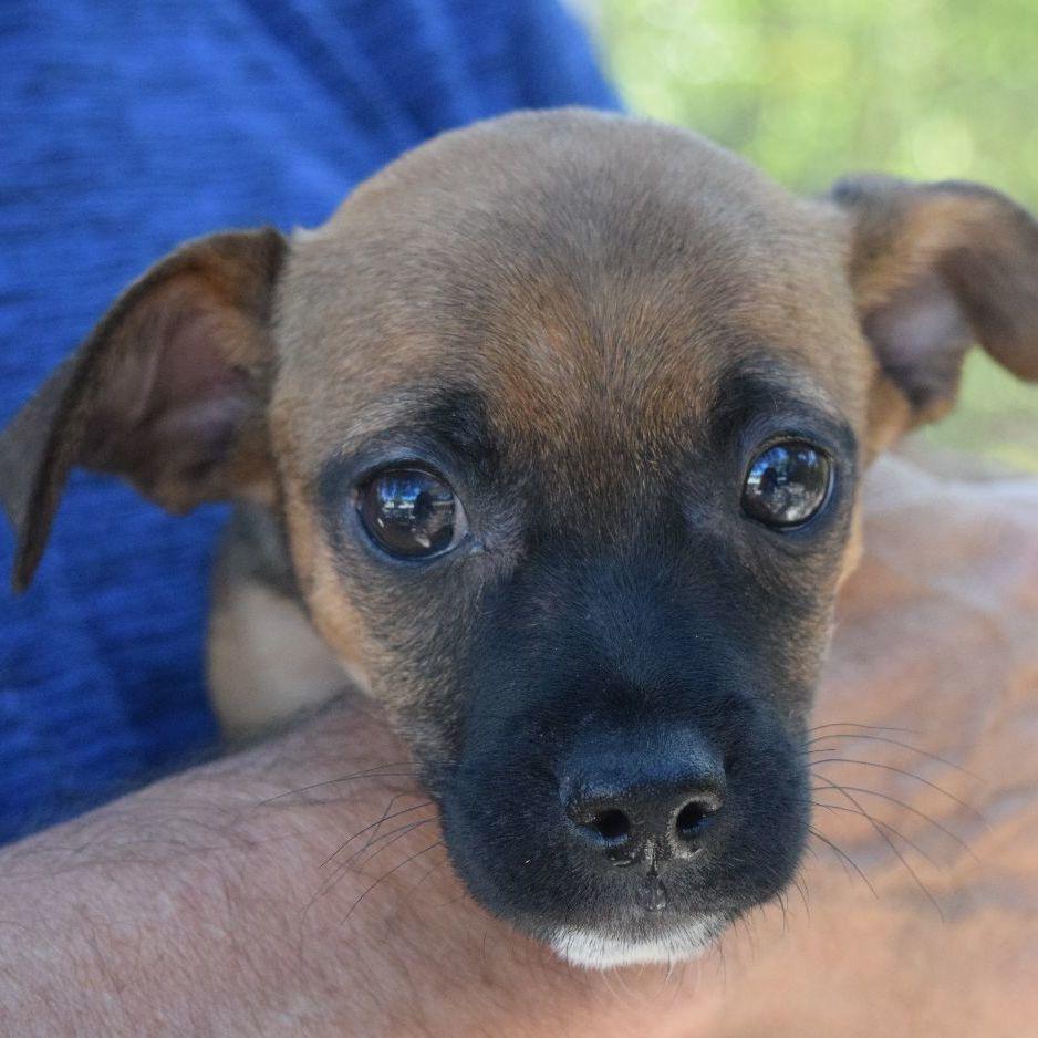 Sully, a Adoptable mixed breed in Bulverde, TX image 1/6
