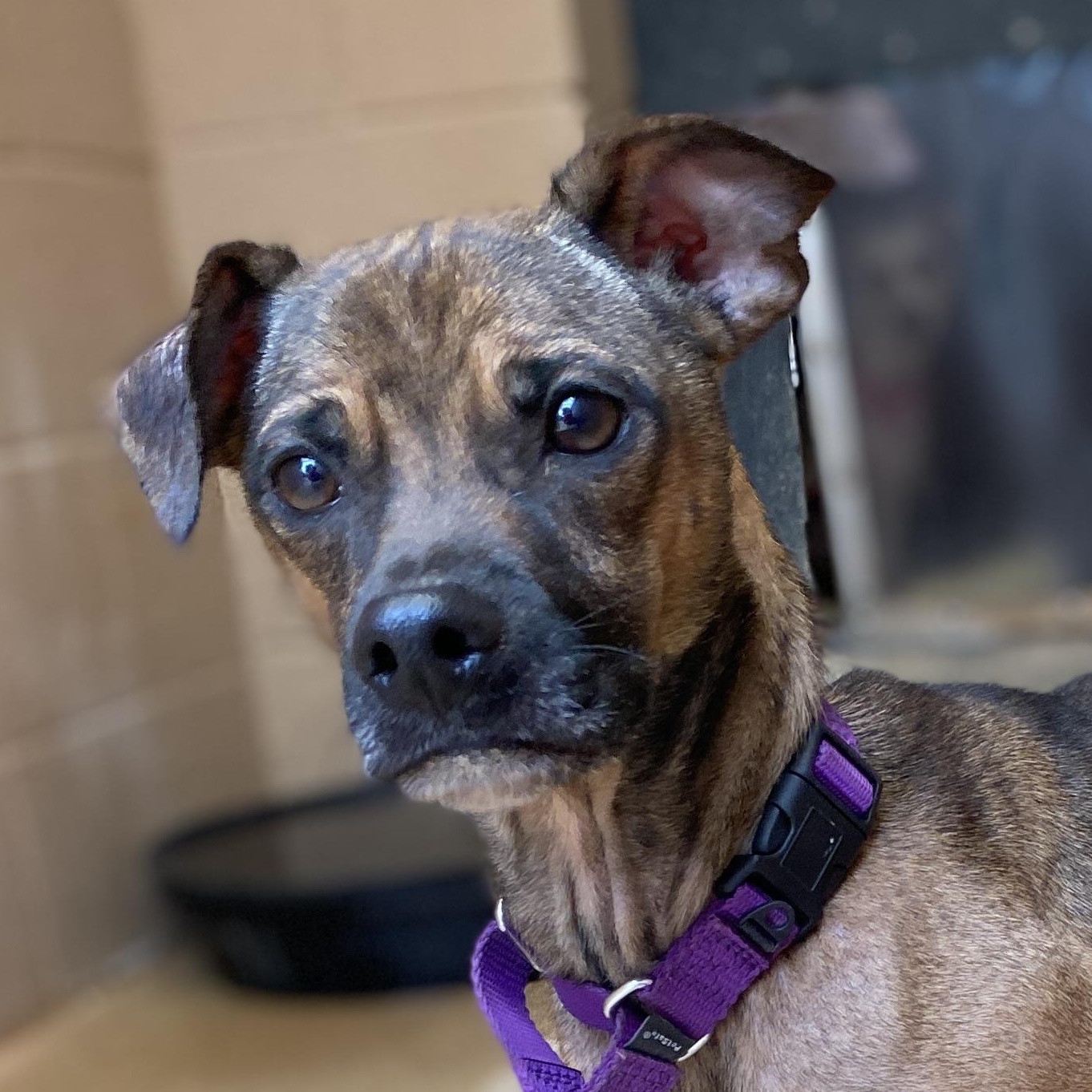 Sully, a Adoptable mixed breed in Bulverde, TX image 2/6