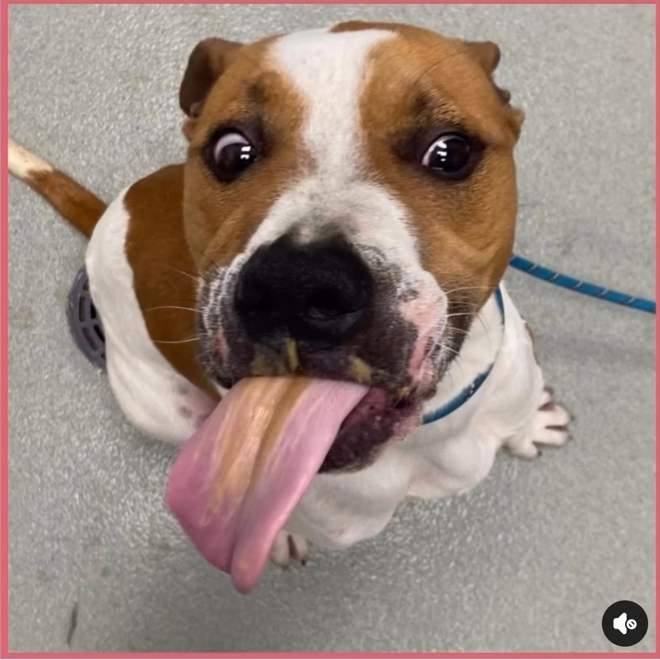 Reef, Adoptable, Young Male Mixed Breed.