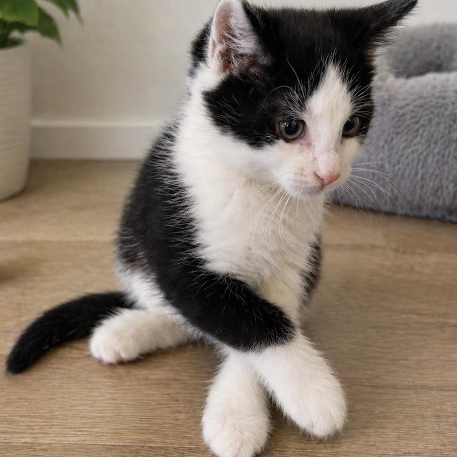 Enlarge Pixel, a Adoptable Domestic Short Hair in Edwards, IL image 1/1