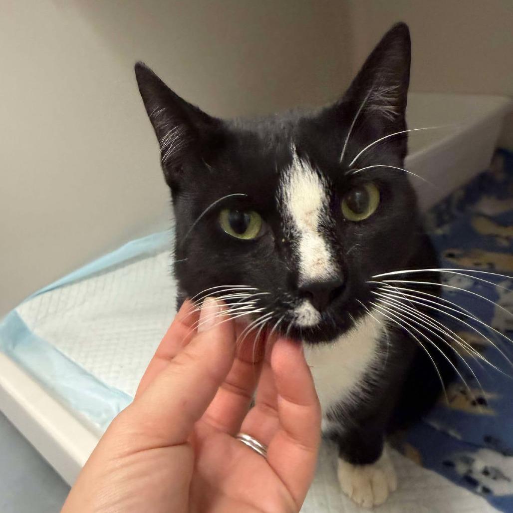 Ash, Adoptable, Adult Male Domestic Short Hair.