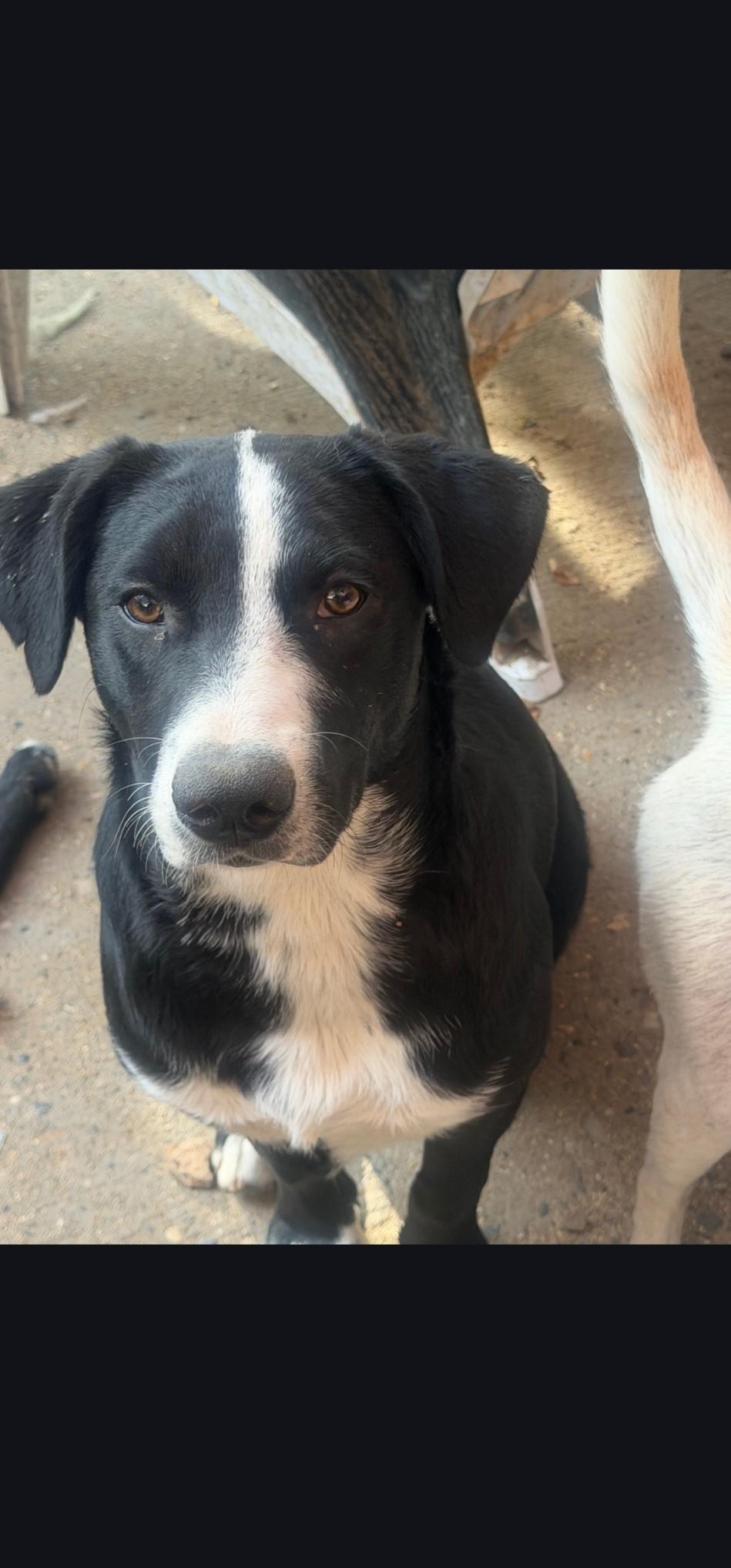 Nokoa, Adoptable, Young Male Australian Cattle Dog / Blue Heeler.