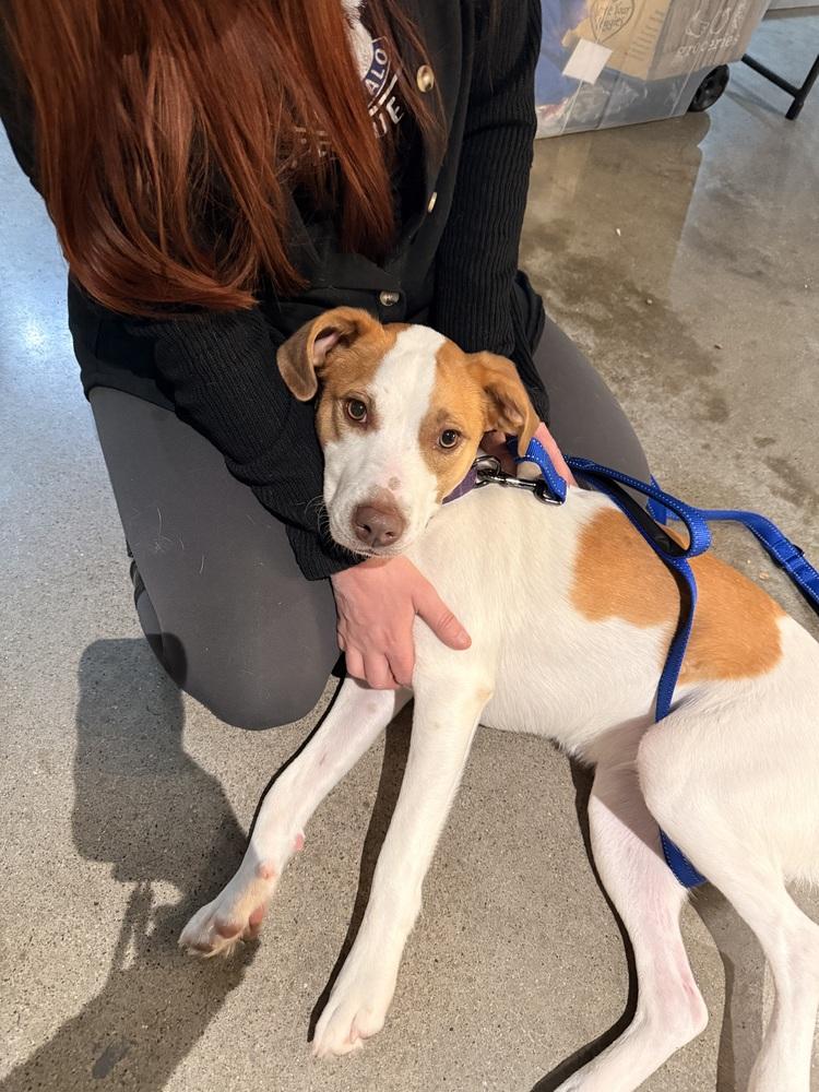 Strawberry, Adoptable, Young Female Mixed Breed.