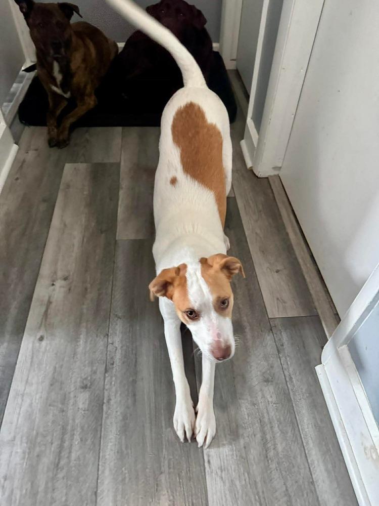 Enlarge Strawberry, a Adoptable mixed breed in Amherst, NY image 2/6