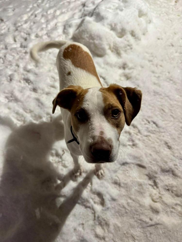 Enlarge Strawberry, a Adoptable mixed breed in Amherst, NY image 4/6