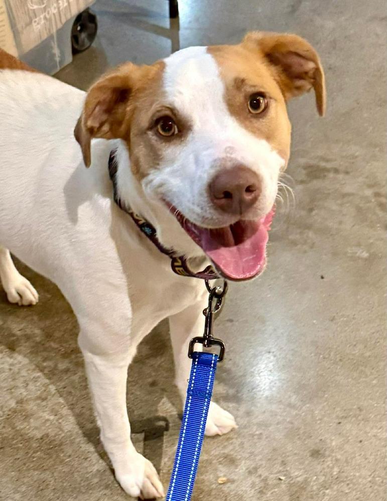 Enlarge Strawberry, a Adoptable mixed breed in Amherst, NY image 5/6