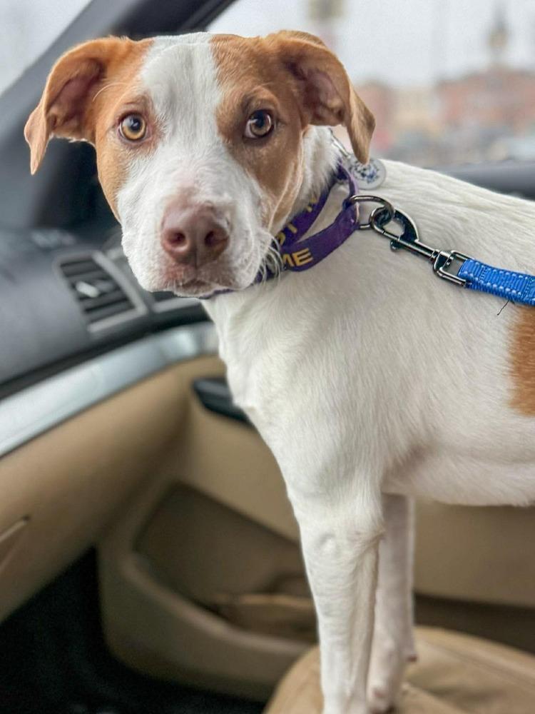 Enlarge Strawberry, a Adoptable mixed breed in Amherst, NY image 6/6