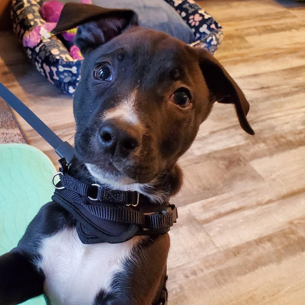 Greg, Adoptable, Puppy Male Pit Bull Terrier.