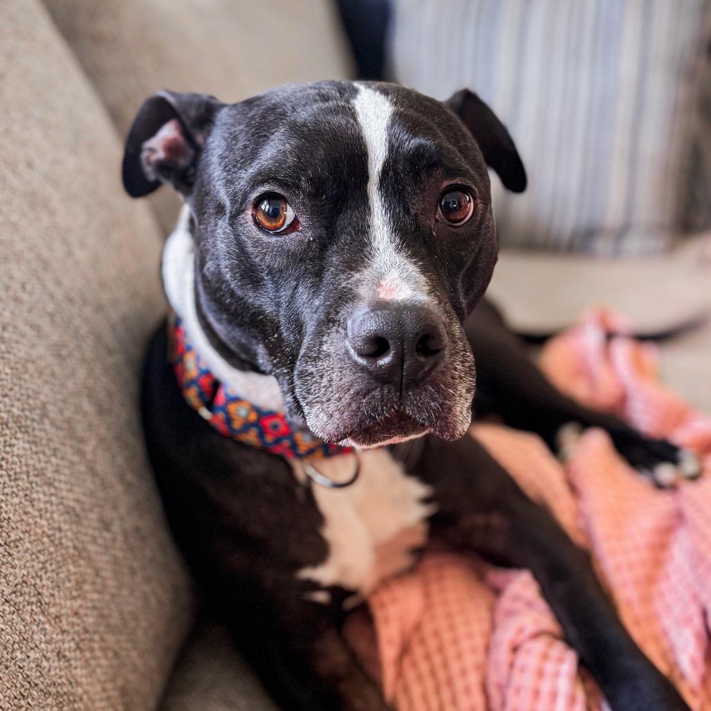 Skipper, Adoptable, Adult Male Mixed Breed.