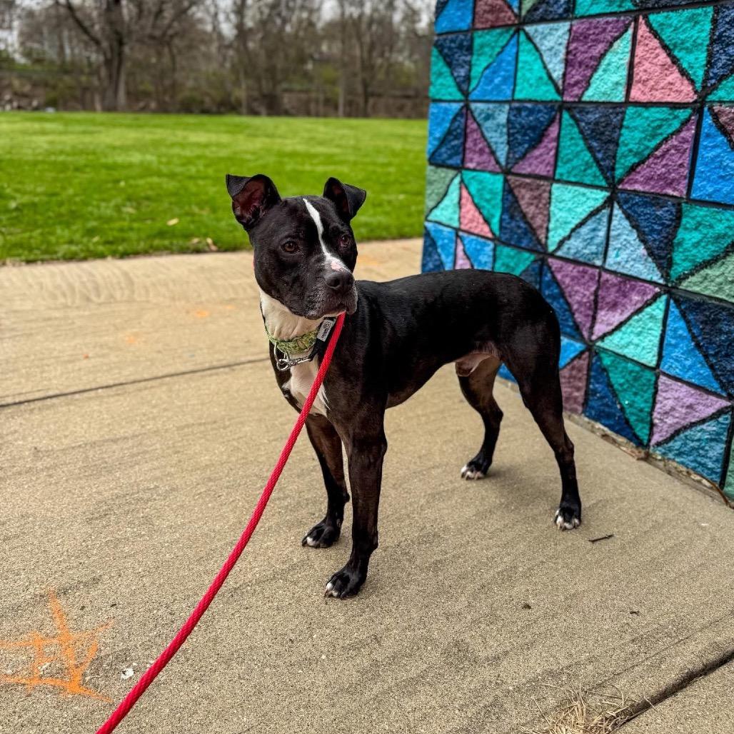 Skipper, Adoptable, Adult Male Mixed Breed.
