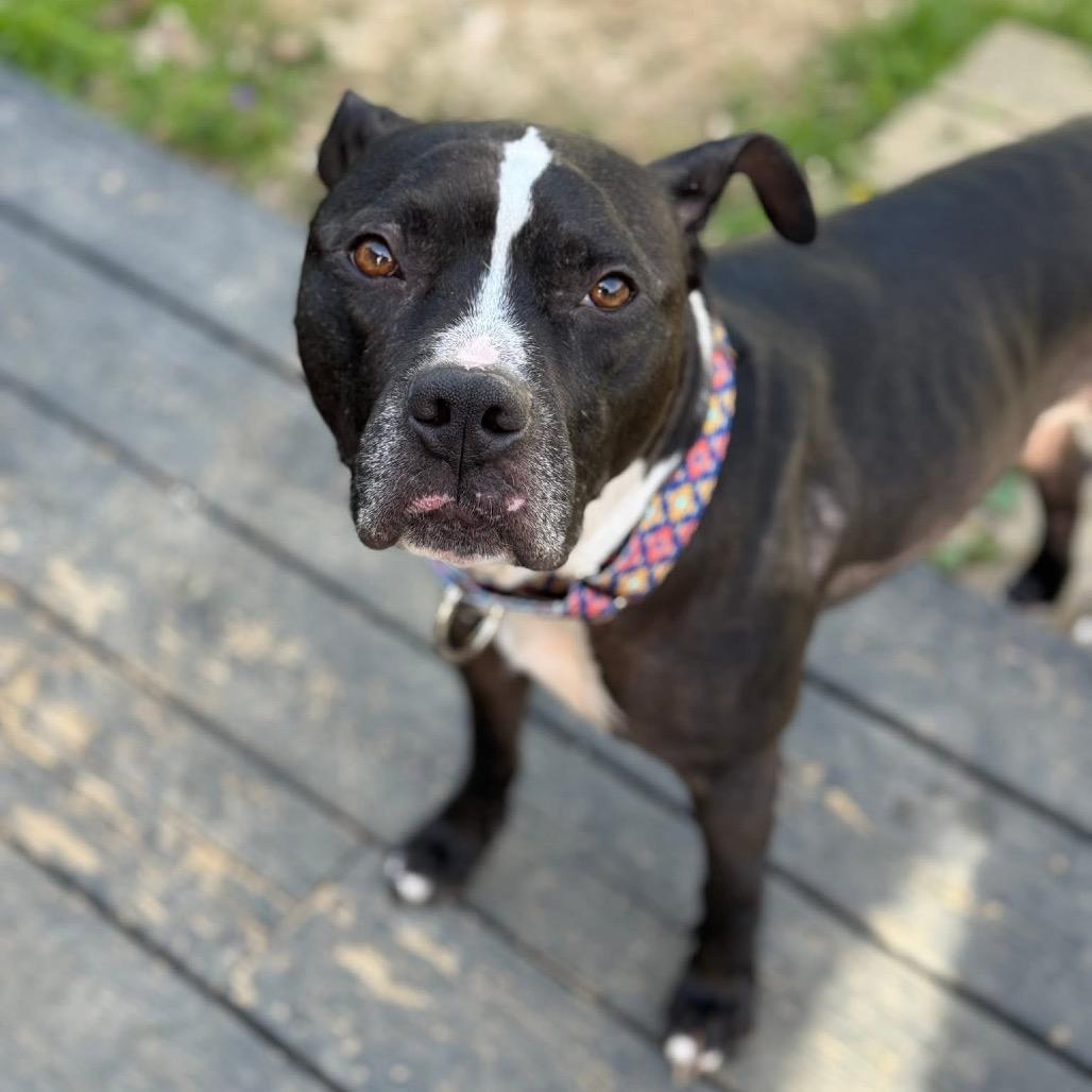 Enlarge Skipper, a Adoptable Mixed Breed in Springboro, OH image 3/6