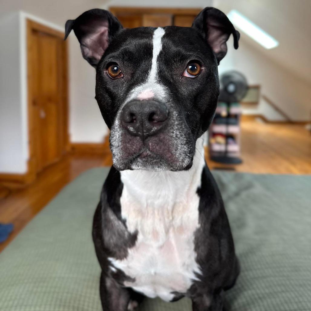 Enlarge Skipper, a Adoptable Mixed Breed in Springboro, OH image 4/6
