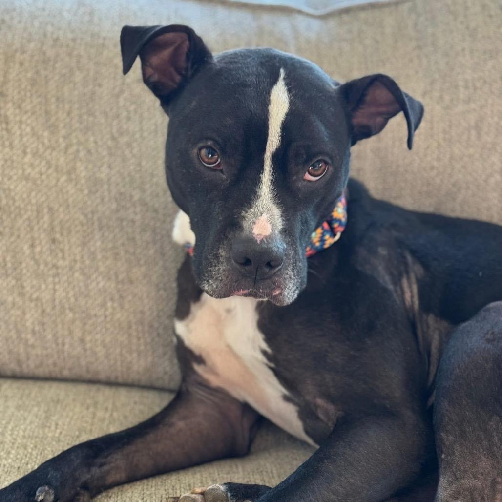Enlarge Skipper, a Adoptable Mixed Breed in Springboro, OH image 5/6